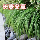 细叶麦冬青庭院小长被苗草叶别墅地麦冬植物麦冬叶花苗草苗草沿阶
