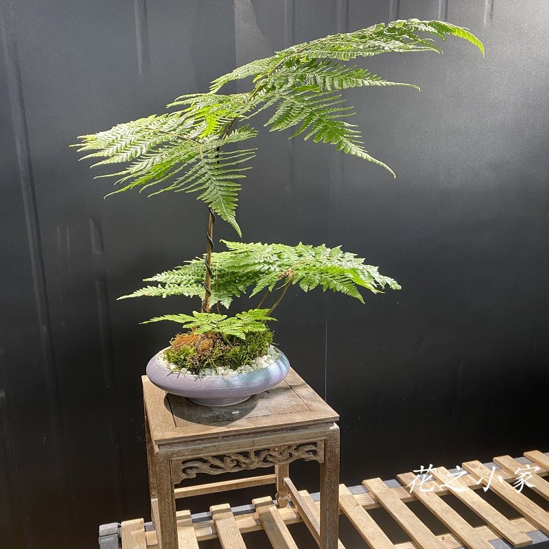 瓷盆款浅盆双桩红鳞蕨大r型蕨类植物书房茶室禅意感金丝网红一叶