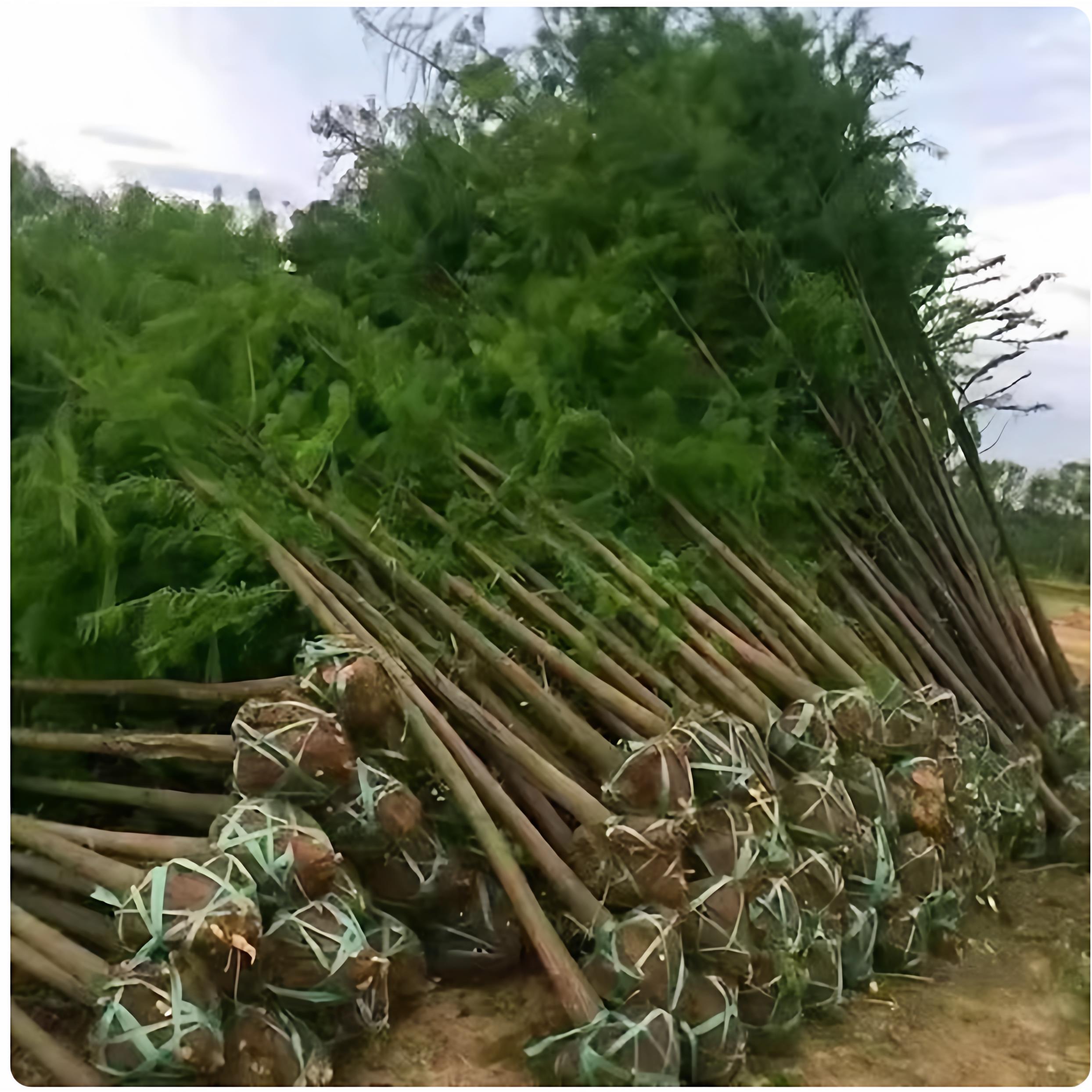 水杉树苗落羽杉速生庭院种植绿化苗四季常青南北方乔木道路行道树