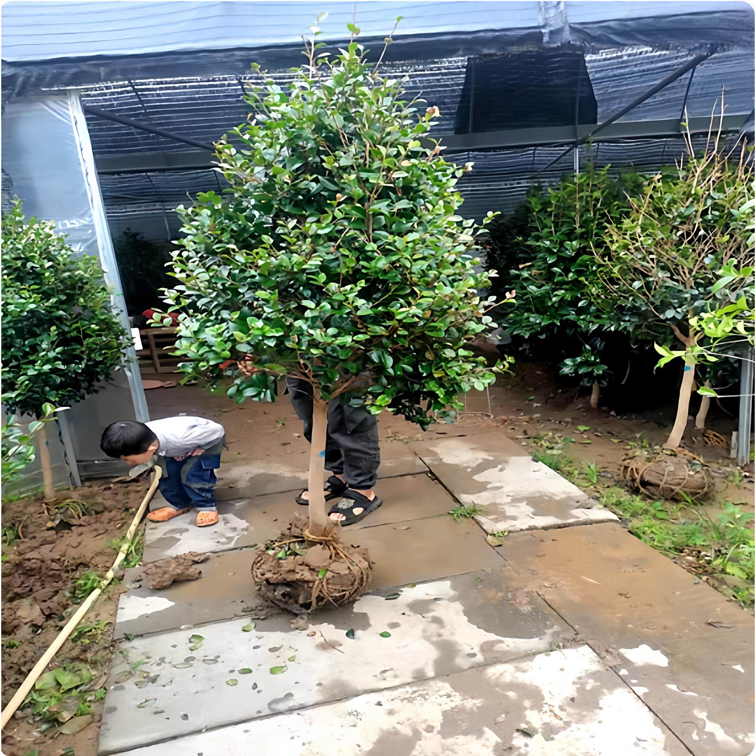 茶梅花树苗老桩盆栽庭院高档大型风景树四季常青耐寒盆景茶花植物