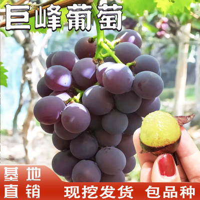 正宗老品种巨峰葡萄苗南北