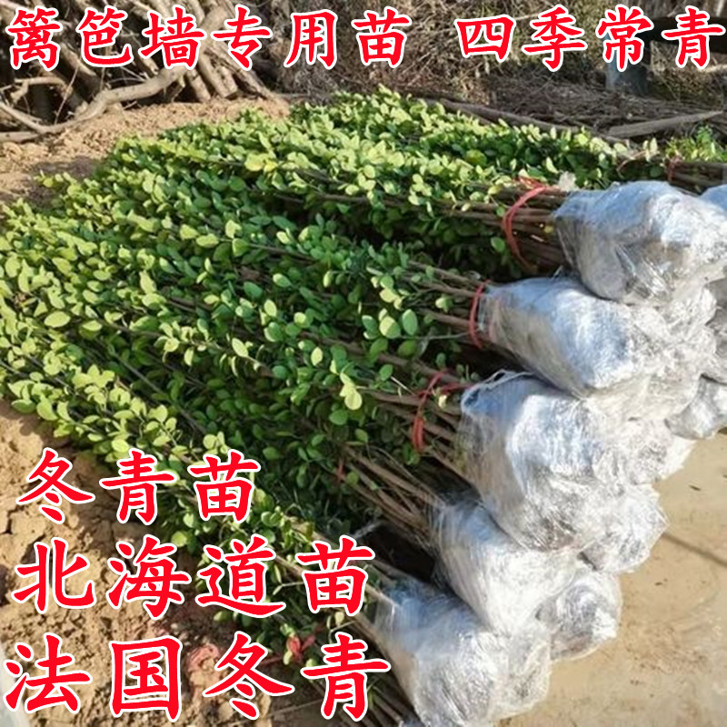 篱笆苗冬青树法国珊瑚庭院