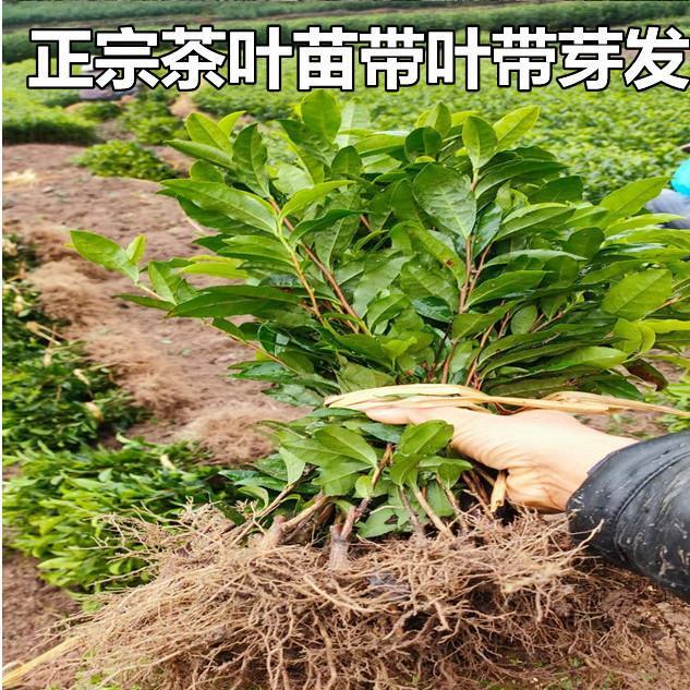 正宗茶叶苗龙井绿茶苗铁观音白茶树苗毛尖茶四季茶花绿植盆栽黄茶
