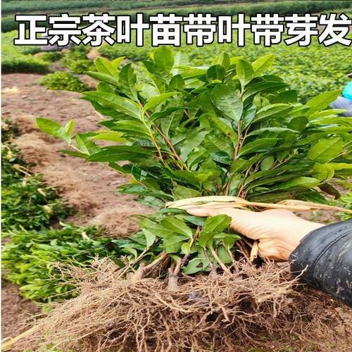 正宗茶叶苗龙井绿茶苗铁观音白茶树苗毛尖茶四季茶花绿植盆栽黄茶