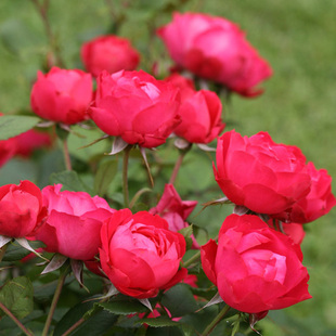 天狼月季 樱桃伯尼卡o/美丽樱桃 月季玫瑰 低维护深红色丰花月季