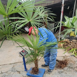 棕树苗棕榈树苗棕榈树r扇子树葵蒲扇棕竹苗棕榈大树别墅绿植