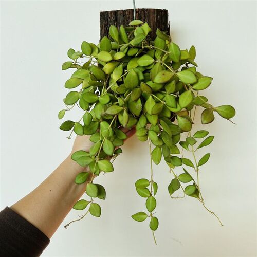 板植球兰小叶球兰板植树叶藤条墙挂垂吊植物电线外露遮丑耐阴植物