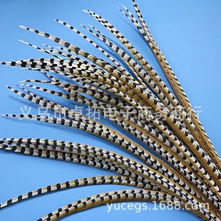 厂家 地鸡尾翎子天然羽毛鸡毛戏剧服装装饰舞台装饰道具