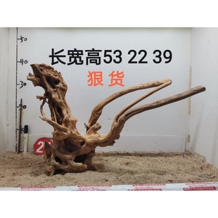 杜鹃根造景沉木一木成景草缸造景水陆缸雨林缸南美缸爬缸莫斯树