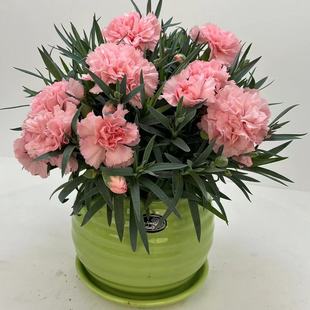 康乃馨鲜花盆栽石竹四季开花带花苞阳台庭院客厅节日礼物绿植花卉