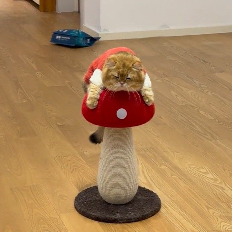 全剑麻红蘑菇猫抓板抓柱玩具耐磨不掉屑立式爬架小户型不占地,宠物/宠物食品及用品,猫抓板,淘宝优惠券,粉丝福利购,淘宝优惠卷