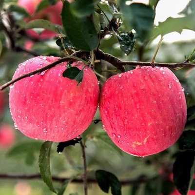 【官方推荐】头茬新果红富士苹果