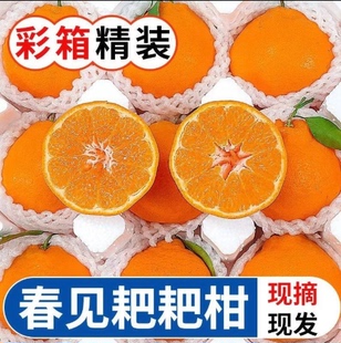 【下单立减50】（果大更甜）正宗四川春见耙耙柑新鲜水果多汁爽口