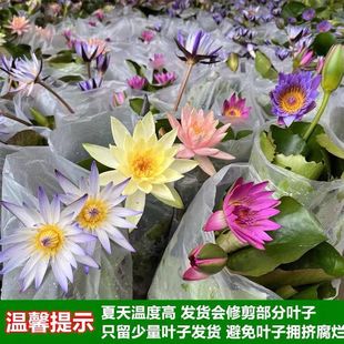 超美睡莲盆栽带花苞碗莲荷花水培水养植物池塘鱼缸庭院水生绿植