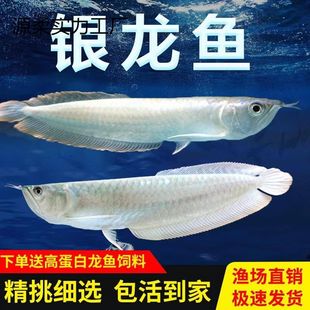 热带观赏鱼大型苗中练手银龙白子红眼黄化七彩银龙龙鱼银龙鱼活鱼