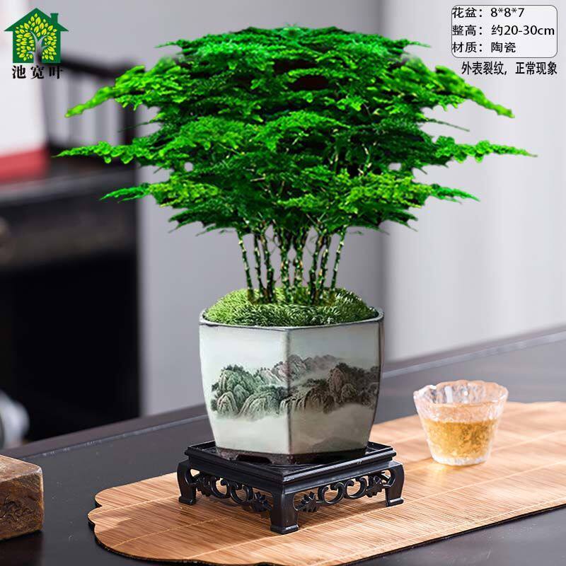 文竹盆栽室内云竹植物办公室桌面小绿植四季常青好养禅意摆件盆景