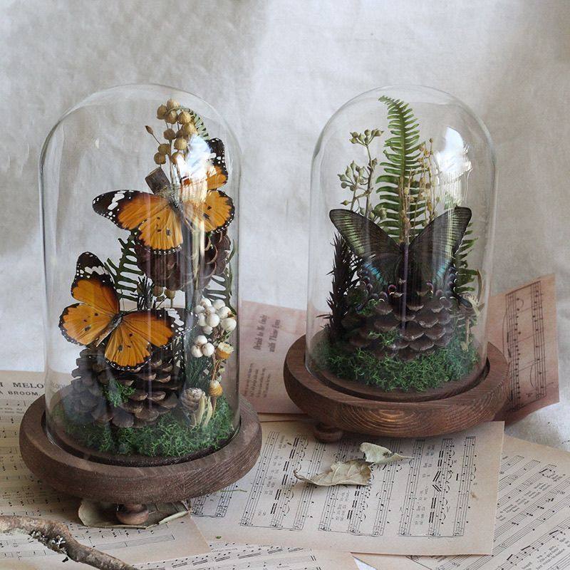 玻璃罩蝴蝶标本植物标本干花摆件昆虫家居软装陈列礼物生态微景观,家居饰品,标本类装饰画,淘宝优惠券,粉丝福利购,淘宝优惠卷