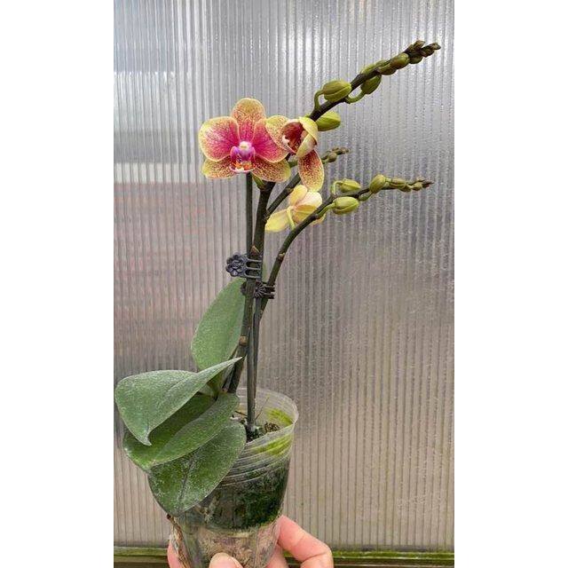 蝴蝶兰带花苞双花剑金蝶兰花苗盆栽花卉室内年宵花四季鲜花花期长