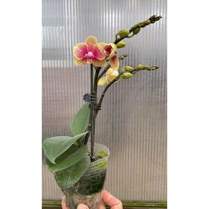 蝴蝶兰带花苞双花剑金蝶兰花苗盆栽花卉室内年宵花四季鲜花花期长