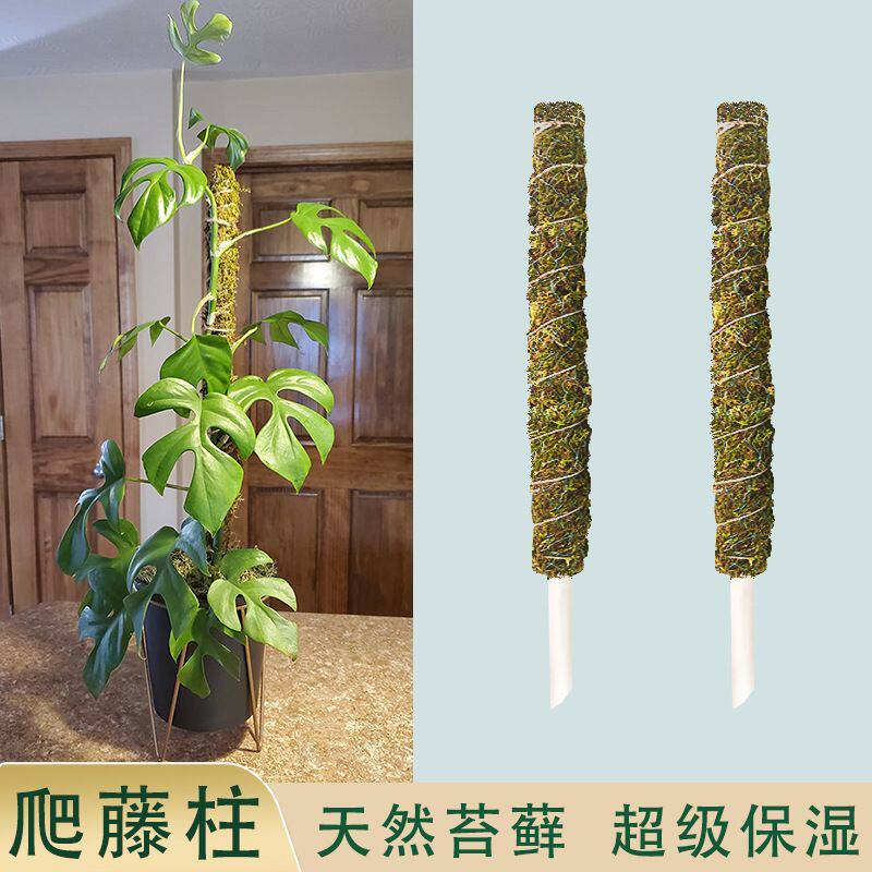苔藓柱绿萝爬藤杆龟背竹支撑植物固定架攀爬园艺支柱棍架桩可加高