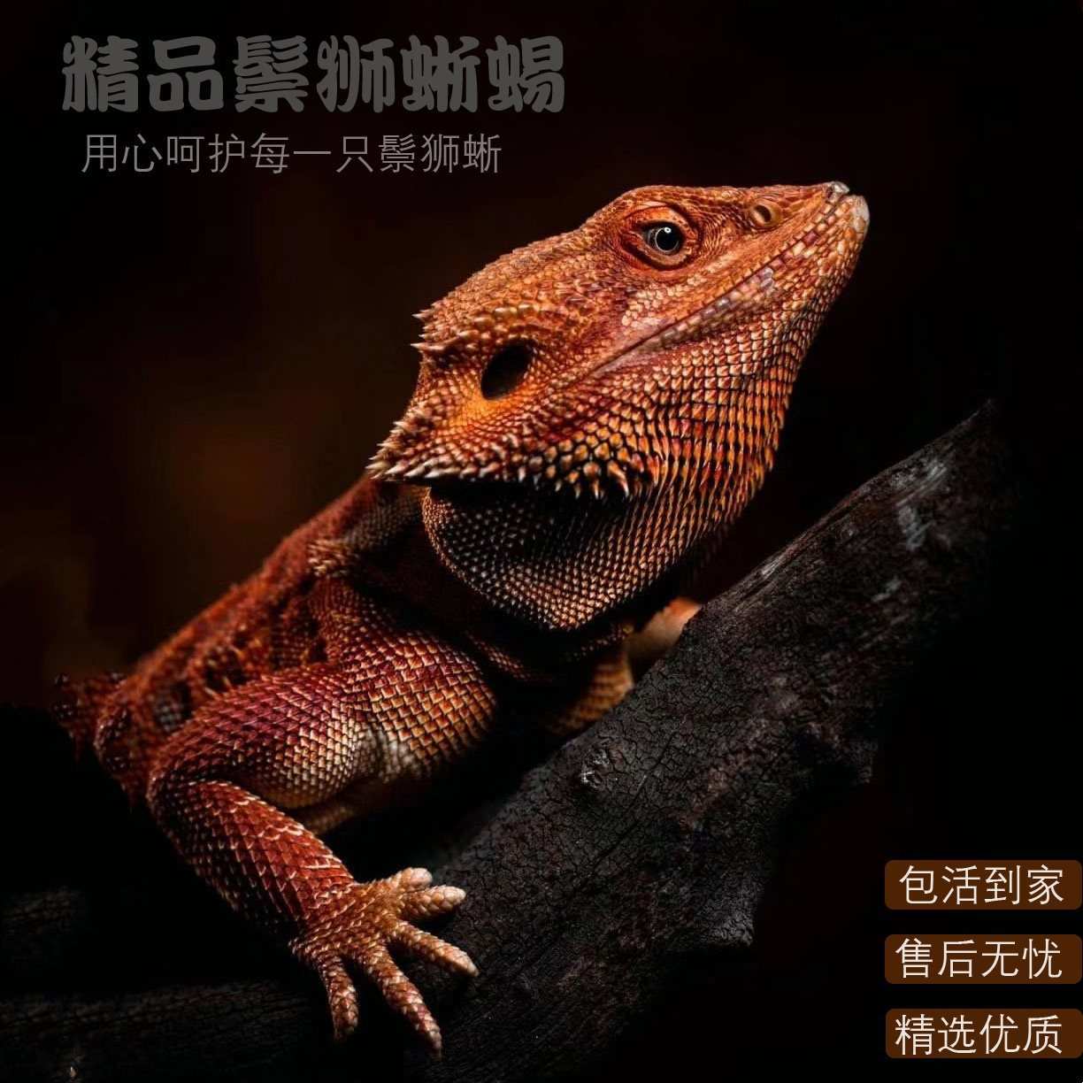 鬃狮蜥蜴活的宠物幼体入门级爬宠异宠温顺不咬人柑橘红系超白zero