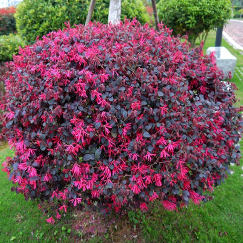 红花继木a球红叶石楠球树苗冬青黄杨金森女贞海桐球庭院工程绿化