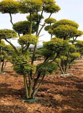 型搭配禾花园花女棒棒糖植物女园艺入户球亮晶境贞金造贞造景树苗
