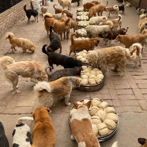 给狗狗发来做馒头