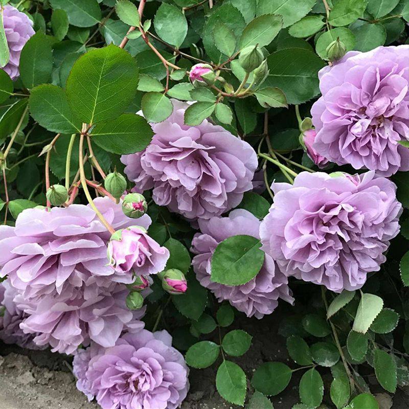 月季花苗蓝色阴雨蓝雨藤本爬藤丰花抗病的紫色系勤花花园,鲜花速递/花卉仿真/绿植园艺,月季/蔷薇/玫瑰,淘宝优惠券,粉丝福利购,淘宝优惠卷