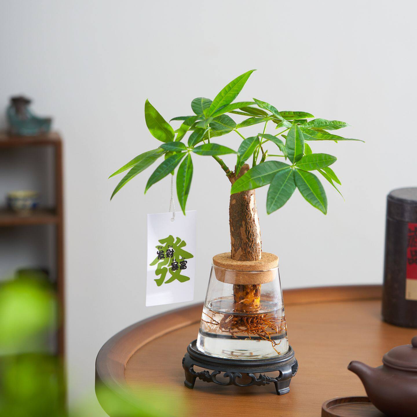 发财树盆栽水培植物室内客厅甲醛花卉办公室桌面净化绿植空气好养