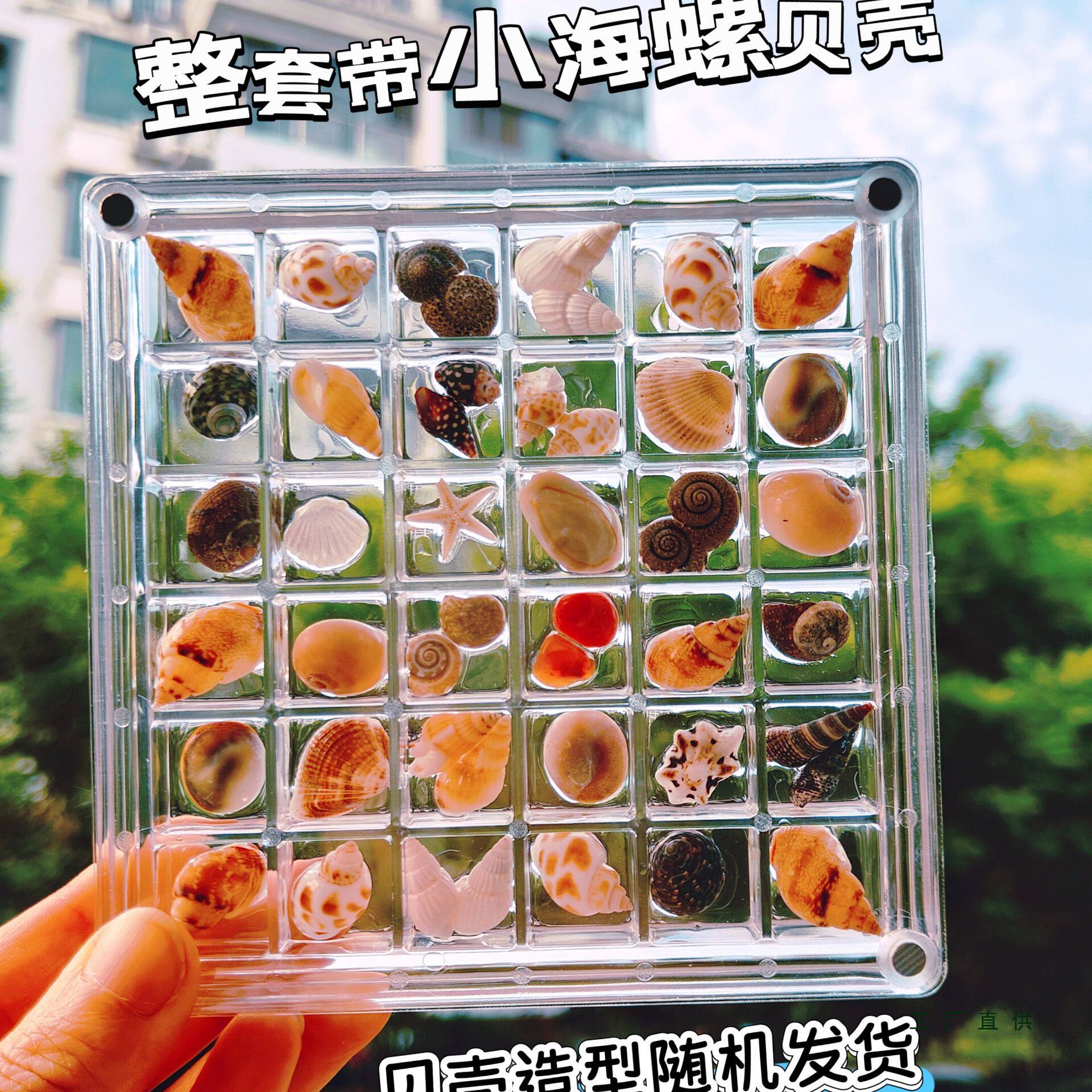 天然迷你小海螺贝壳高透亚克力收纳盒微贝沙标本海边礼物纪念品
