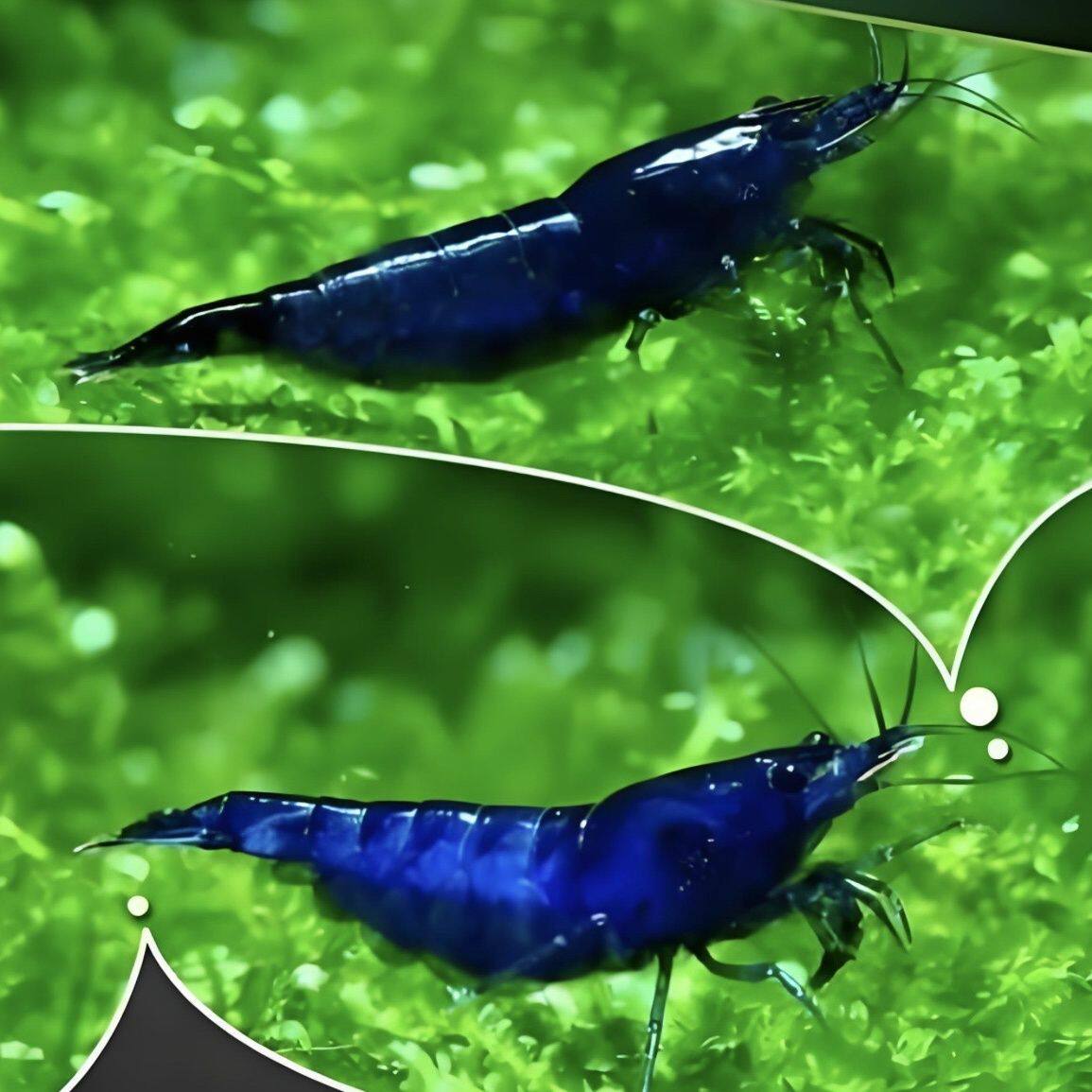 鲜活观赏虾蓝宝石蓝钻鱼缸除藻宠物淡水
