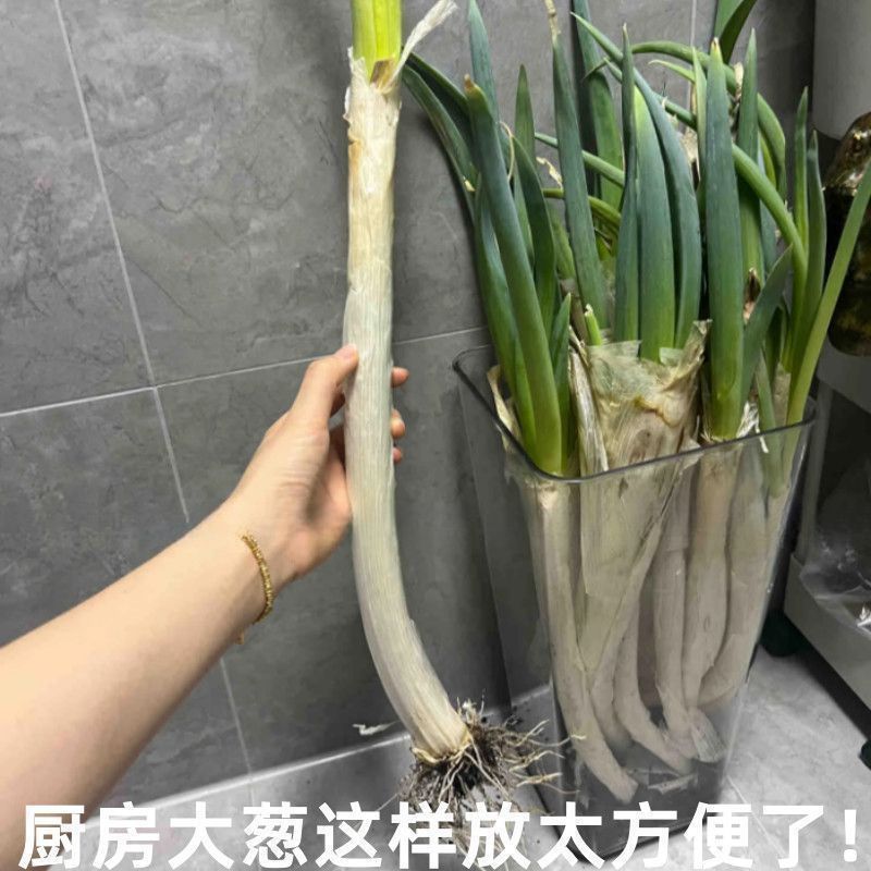 厨房大葱收纳盒家用铁棍山药收纳神器长条生姜大蒜透明置物储物筐