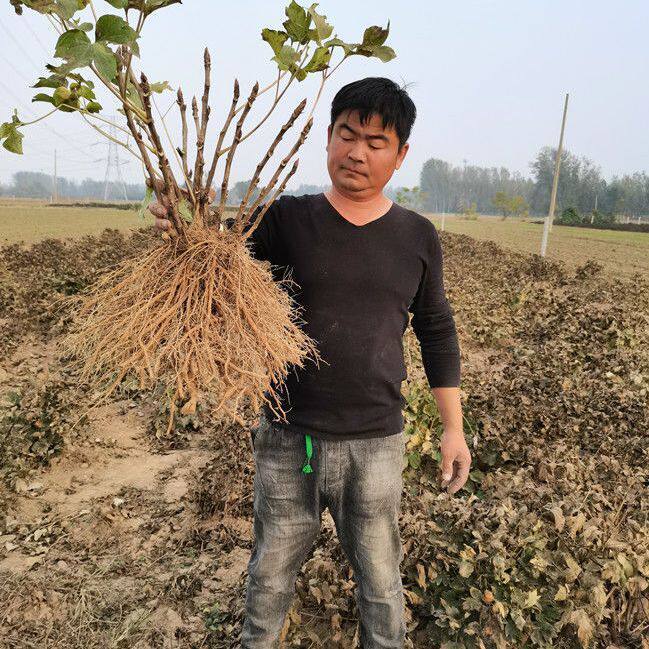 菏泽牡丹花苗正宗观赏重瓣大苗庭院盆栽北方耐寒带花芽基地直发