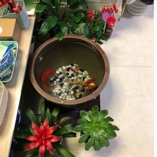 庭院水缸造景荷花缸老式睡莲土陶瓦陶瓷生态矮胖古法养鱼