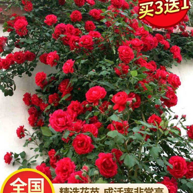 蔷薇花苗藤本月季特大庭院爬藤植物花卉盆栽阳台玫瑰爬墙四季开花,鲜花速递/花卉仿真/绿植园艺,月季/蔷薇/玫瑰,淘宝优惠券,粉丝福利购,淘宝优惠卷