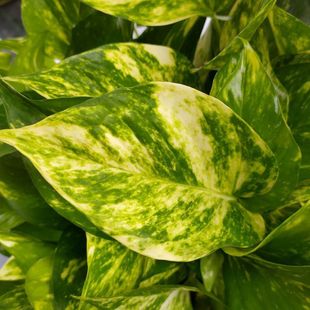 精品花叶绿萝盆栽除甲醛桌面植物室内自吸水培新品斑点绿植