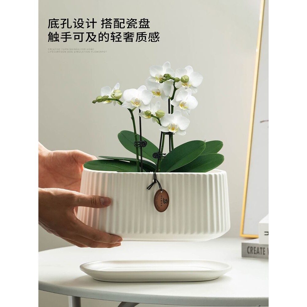 蝴蝶兰花盆大号家用长方形兰花绿植简约白色阳台客厅花盆之满