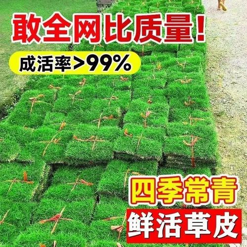新鲜带泥土鲜活家庭院平方米庭院草坪四季青草皮真草坪阳台人工程