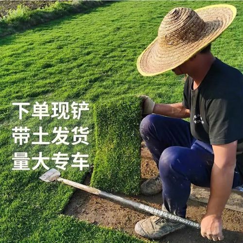 花园草坪地被植物庭院户外草皮铺垫园林绿化公园免修剪常绿地毯草
