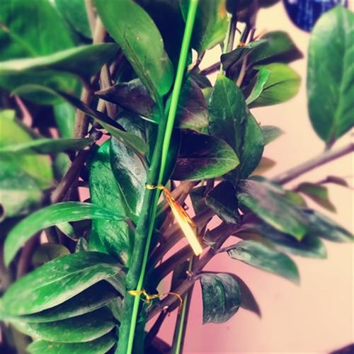 园艺包塑铁线铁丝硬线造型花卉金钱树兰花蔬菜瓜果支柱爬藤架DIY