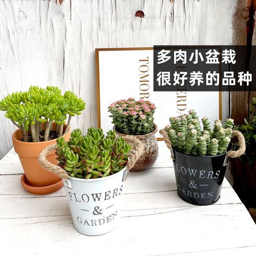 小多肉盆栽植物室内室外小盆栽虹之玉钱串子玉缀好养