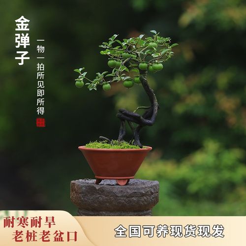 优选一拍金弹子盆景老桩庭院室内阳E台花卉植物带果禅意茶室绿1