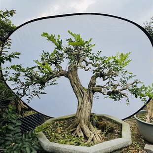 九里香矮霸老桩小叶盆栽树苗四季开花大树驱蚊矮化精品所拍即所发