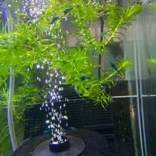 【蓝琉璃观赏虾】蓝丝绒虾观赏虾工具虾草缸清洁虾鱼缸宠物虾米虾