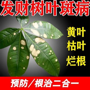 发财树叶子黄斑黑斑叶斑专用 药叶子发黄白斑枯萎杀菌剂