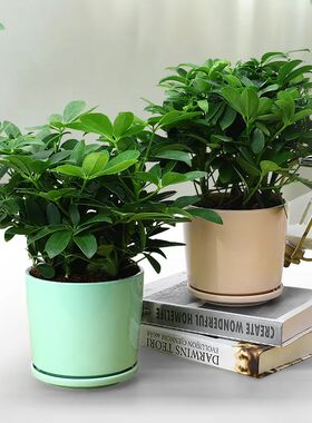 鸭脚木专用肥家庭盆栽鸭掌木肥料招财树鹅掌柴绿植治叶子发黄肥料