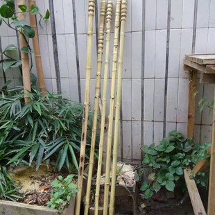 罗汉竹手杖 个性手拐 竹子拐杖 登山户外防滑手杖拐棍 把玩竹杖