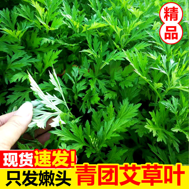 艾草新鲜食用清明草艾蒿当季蔬菜生艾草叶艾糍粑青团现摘嫩艾叶