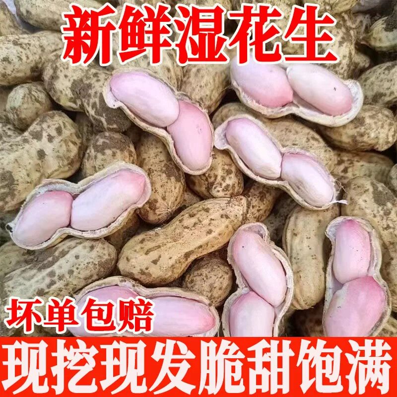 红皮花生新鲜花生现挖农家自产农家自种现挖现发湿花生带壳生花生